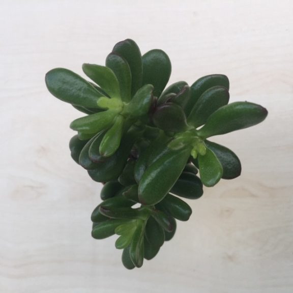 Crassula ovata 'Hobbit'