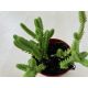 Crassula 