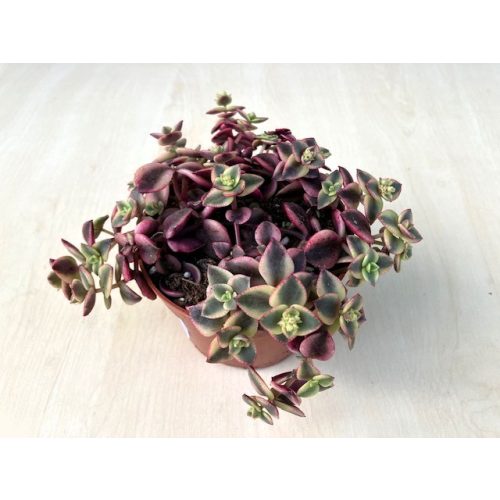 Crassula pellucida subs marginalis 'Variegata'
