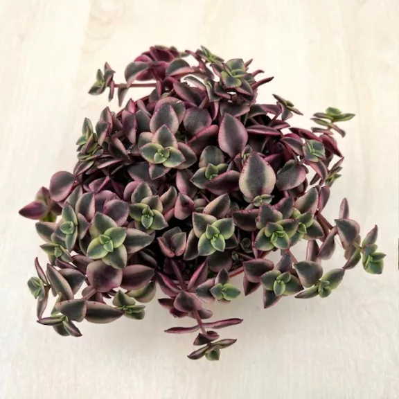 Crassula pellucida subs marginalis 'Variegata' Crassula pellucida subs marginalis 'Variegata'