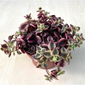 Crassula pellucida subs marginalis 'Variegata'