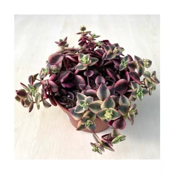 Crassula pellucida subs marginalis 'Variegata' Crassula pellucida subs marginalis 'Variegata'
