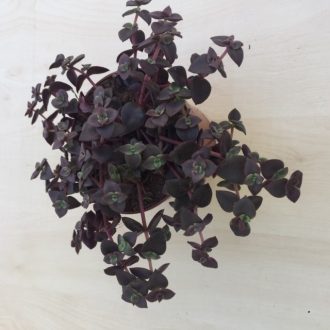 Crassula pellucida subs marginalis 'Rubra'