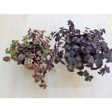 Crassula pellucida subs marginalis 'Rubra'