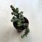 Crassula rupestris subsp marnieriana