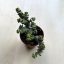 Crassula rupestris subsp marnieriana