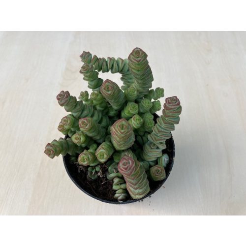 Crassula rupestris subsp marnieriana