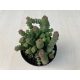 Crassula rupestris subsp marnieriana