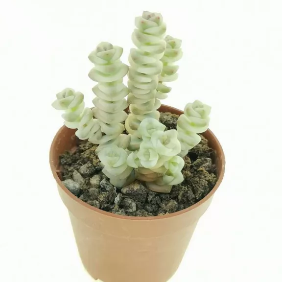 Crassula rupestris subsp. marnieriana 'Variegata' Crassula rupestris subsp. marnieriana 'Variegata'