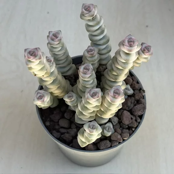 Crassula rupestris subsp. marnieriana 'Variegata' Crassula rupestris subsp. marnieriana 'Variegata'