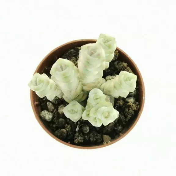 Crassula rupestris subsp. marnieriana 'Variegata' Crassula rupestris subsp. marnieriana 'Variegata'