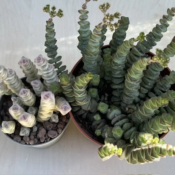 Crassula rupestris subsp. marnieriana 'Variegata' Crassula rupestris subsp. marnieriana 'Variegata'