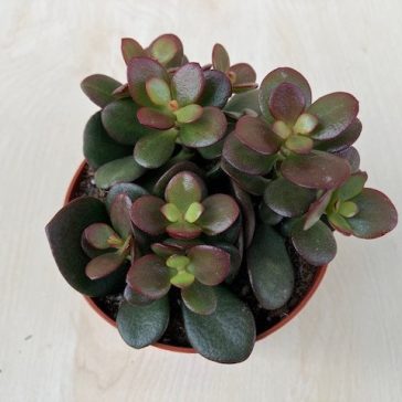 Crassula ovata 'Minor'
