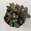 Crassula ovata 'Minor'