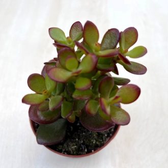 Crassula ovata 'Minor'