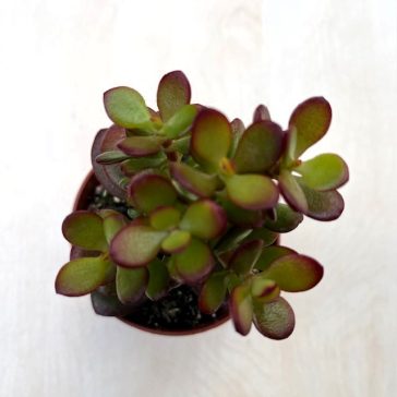 Crassula ovata 'Minor'