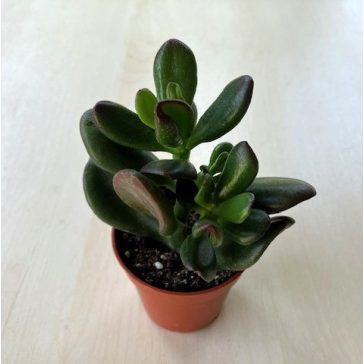 Crassula oasis