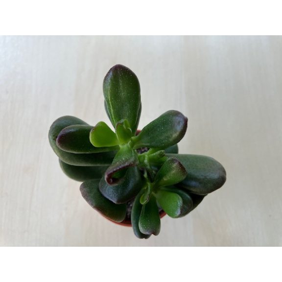 Crassula oasis
