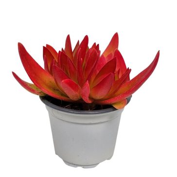 Crassula capitella 'On Fire'