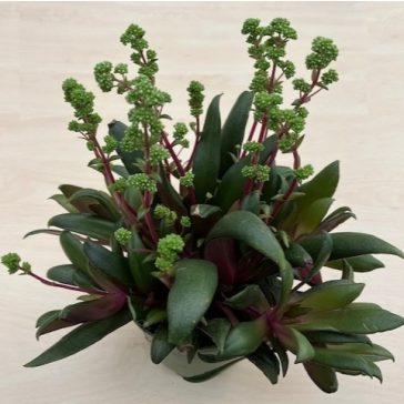 Crassula orbicularis var rosularis