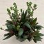 Crassula orbicularis var rosularis