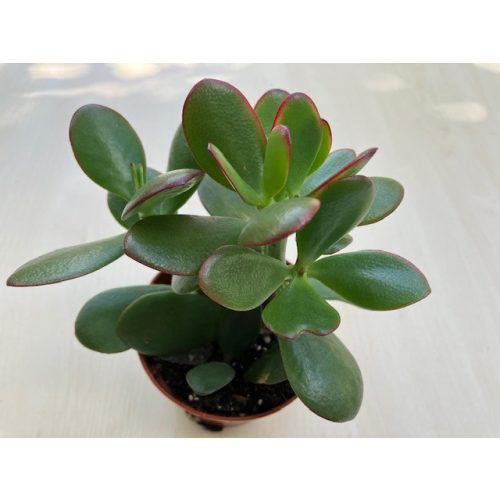 Crassula ovata