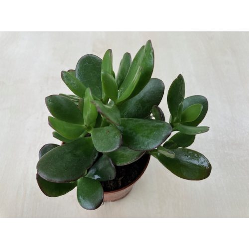 Crassula ovata