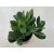 Crassula ovata