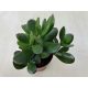 Crassula ovata
