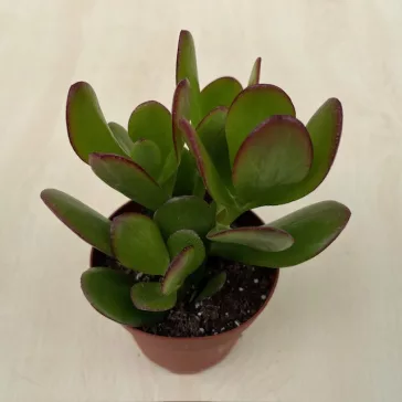 Crassula ovata