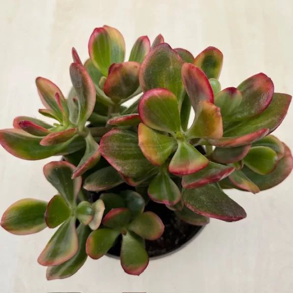Crassula ovata 'Hummel's Sunset' Variegata Crassula ovata 'Hummel's Sunset' Variegata