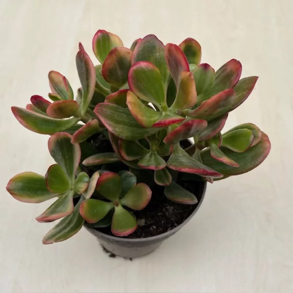Crassula ovata 'Hummel's Sunset' Variegata Crassula ovata 'Hummel's Sunset' Variegata