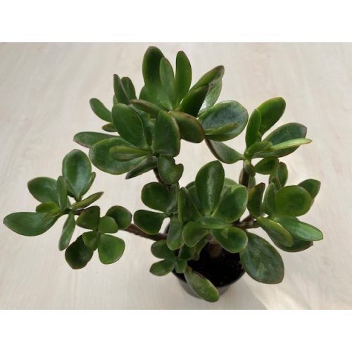 Crassula ovata 25 cm