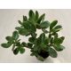 Crassula ovata 25 cm
