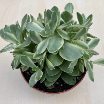 Crassula ovata 'Money maker' variegata