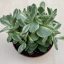 Crassula ovata 'Money maker' variegata