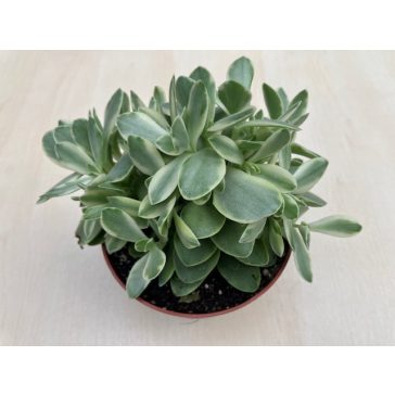 Crassula ovata 'Money maker' variegata