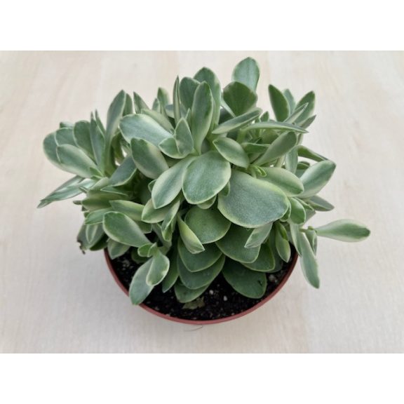 Crassula ovata 'Money maker' variegata