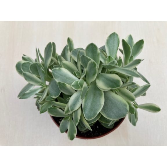 Crassula ovata 'Money maker' variegata