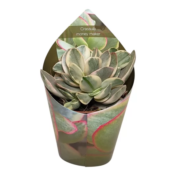 Crassula ovata 'Money maker' variegata Crassula ovata 'Money maker' variegata