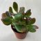 Crassula ovata 'Sunset' 