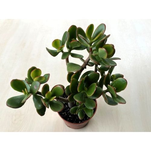 Crassula ovata 