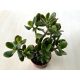 Crassula ovata 