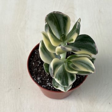 Crassula ovata 'Tricolor'