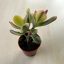 Crassula ovata variegata