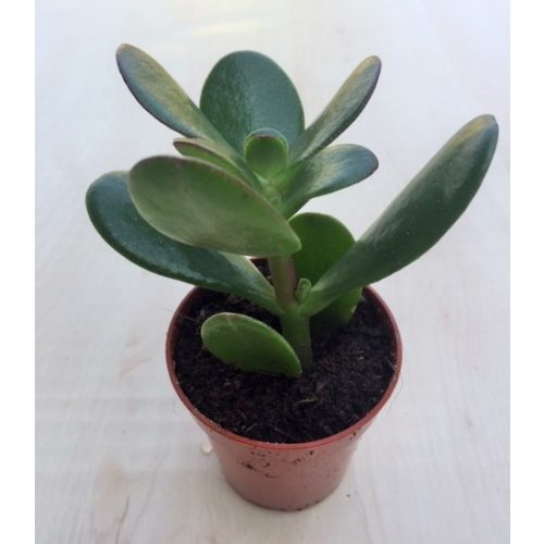 Crassula ovata - Pozsgafa