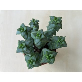 Crassula perforata