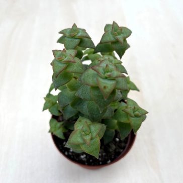 Crassula perforata