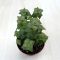 Crassula perforata