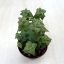Crassula perforata
